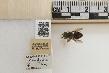 Media type: image;   Entomology 790837 Aspect: Labels